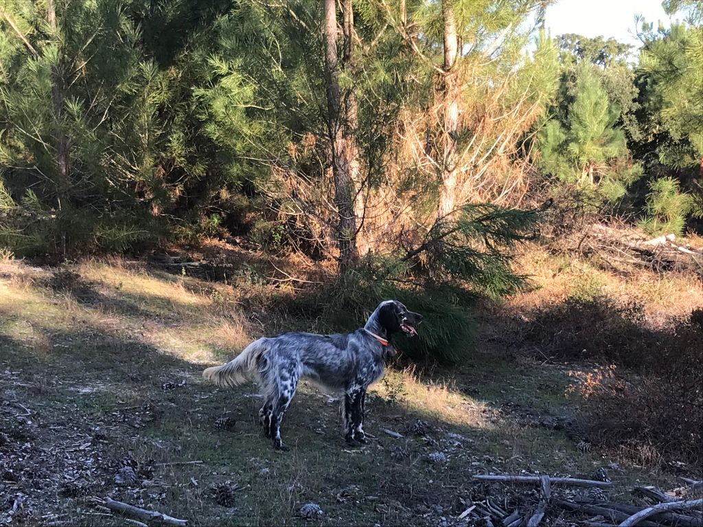 Des Bois De Sainte Foy - PORTUGAL 2019